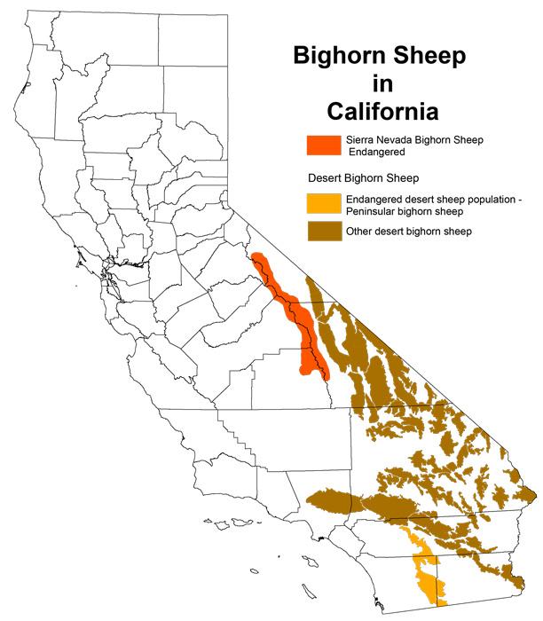 Bighorn sheep ranges in california