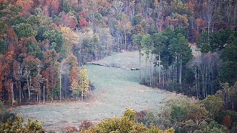 A southern style elk hunt in the mountains of Arkansas - 8