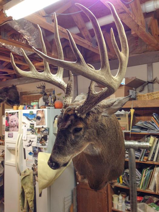 Big ten buck mounted