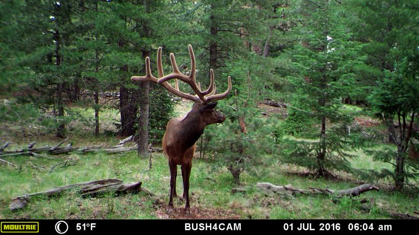 Arizona elk photo_3