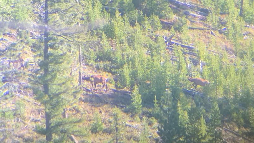 Cow elk moving through bear country
