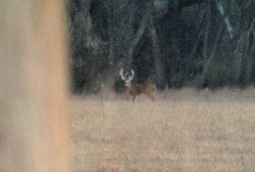 Bent browtine buck alive