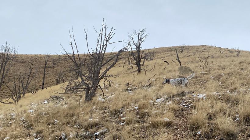 Essential gear for late season upland hunts - 4