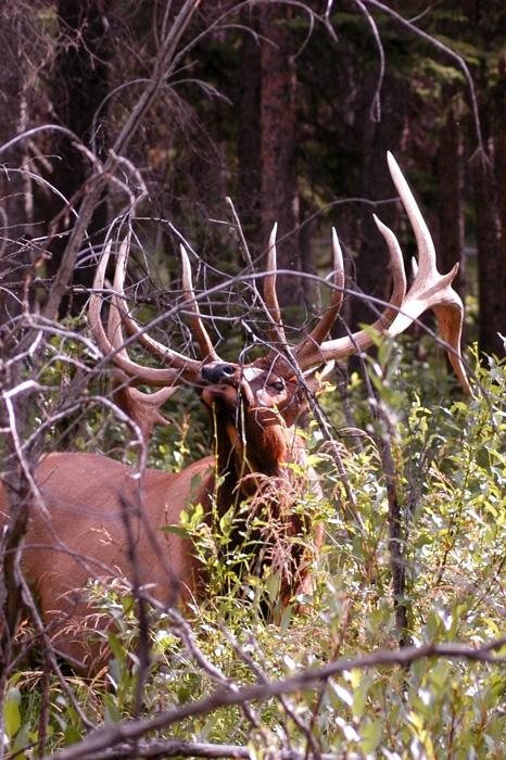 Bull elk quarting toward shot