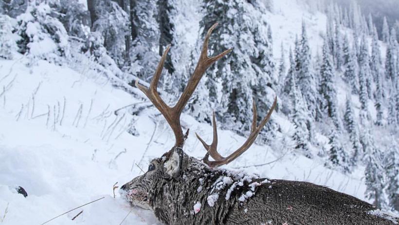 Back view of a montana high country mule deer