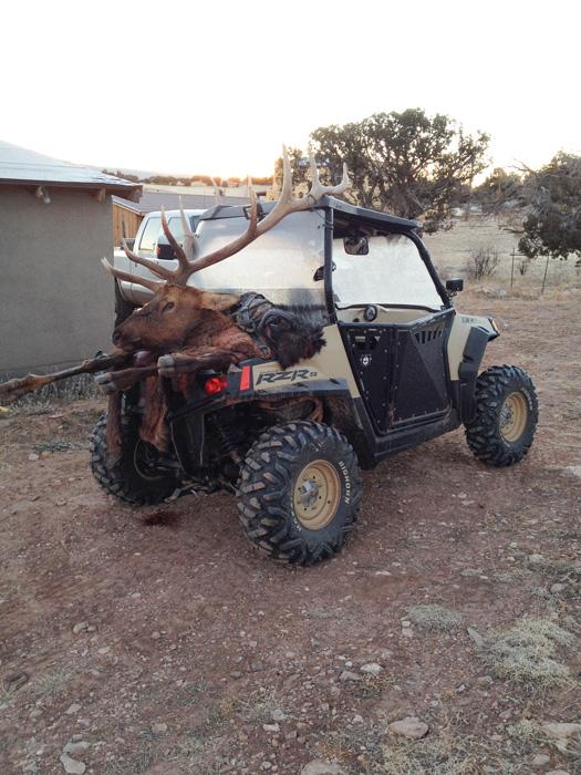 Bull elk on the back of a side by side