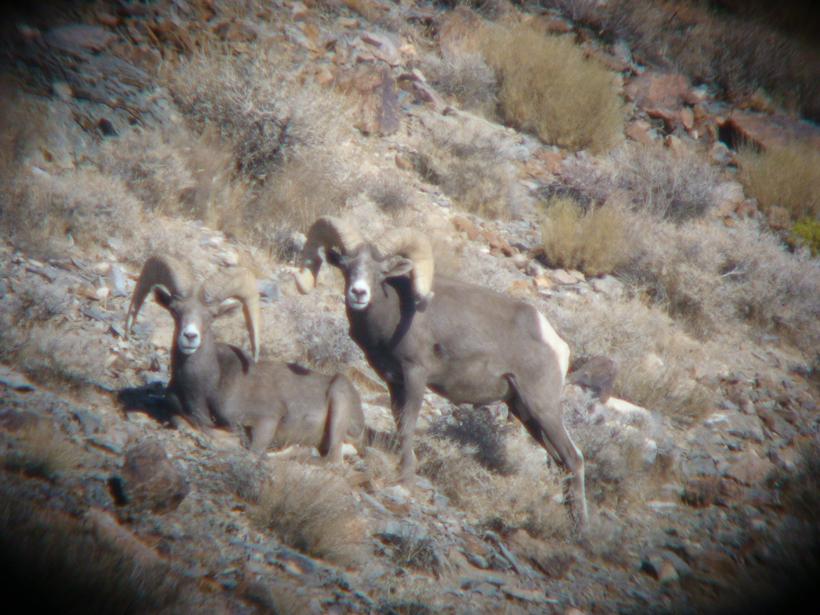 Bighorn numbers across 6 states - 3