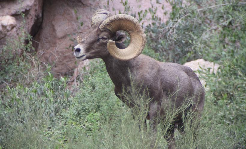 Fc bighorn ram side view