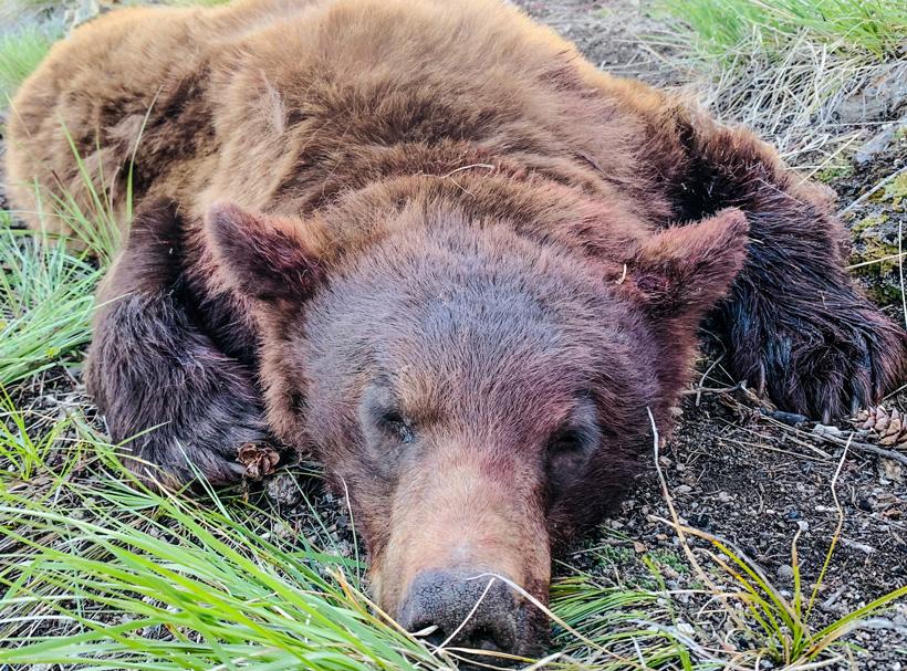 Late spring black bear hunting — connecting the dots - 4