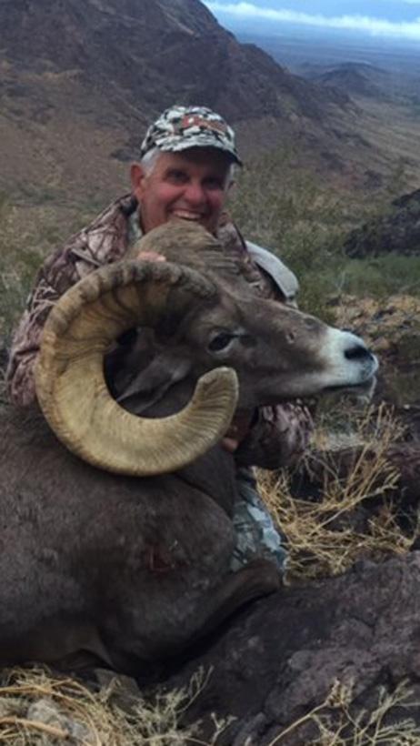Ron miller bighorn sheep