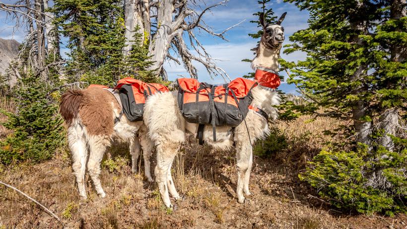 6 reasons why llamas are the ultimate pack animal for hunting - 7