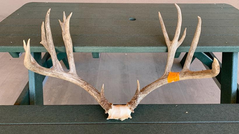 New mexico poacher trophy mule deer buck