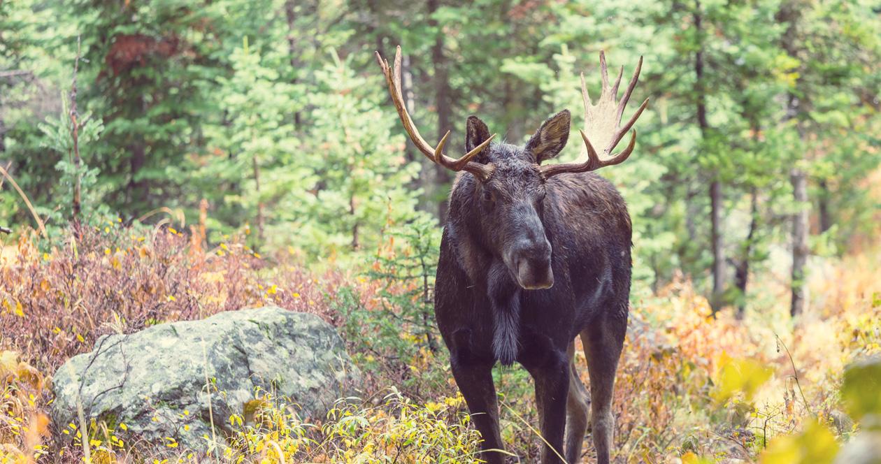 Gastropods are behind Minnesota moose decline