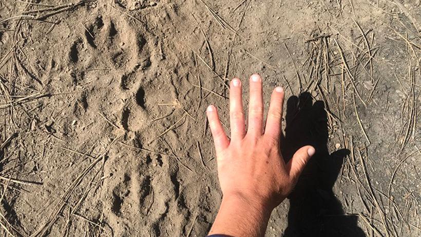 New california wolf pack track