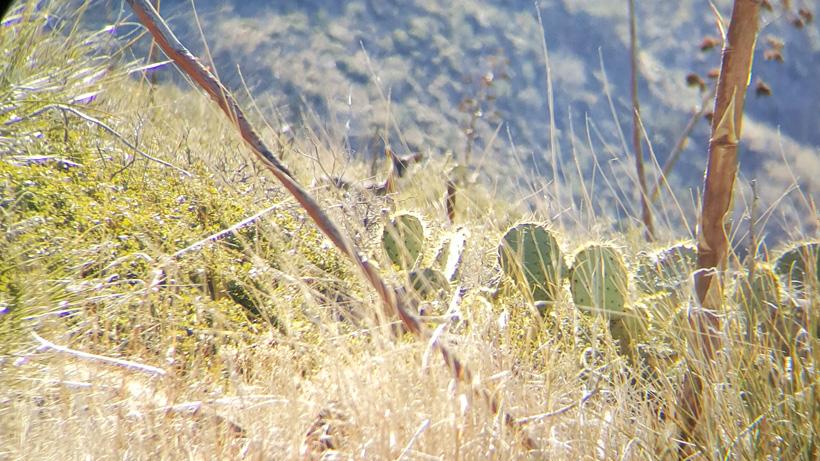 Looking through brush to find deer