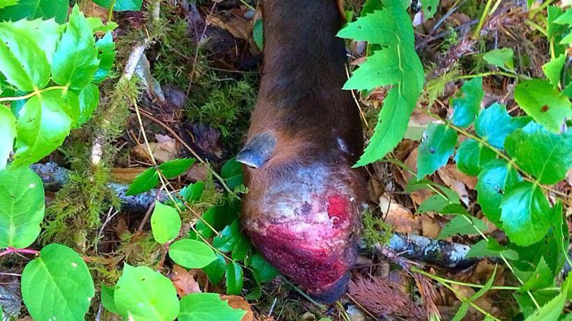Elk with hoof rot