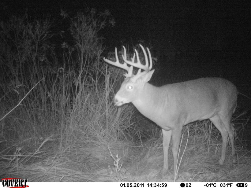 Getting the most out of your trail camera scouting - 2