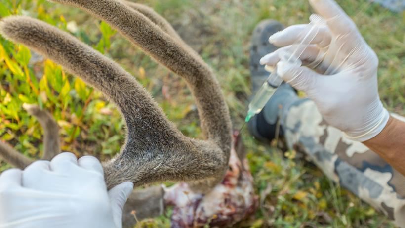 How to preserve velvet antlers in the field - 11