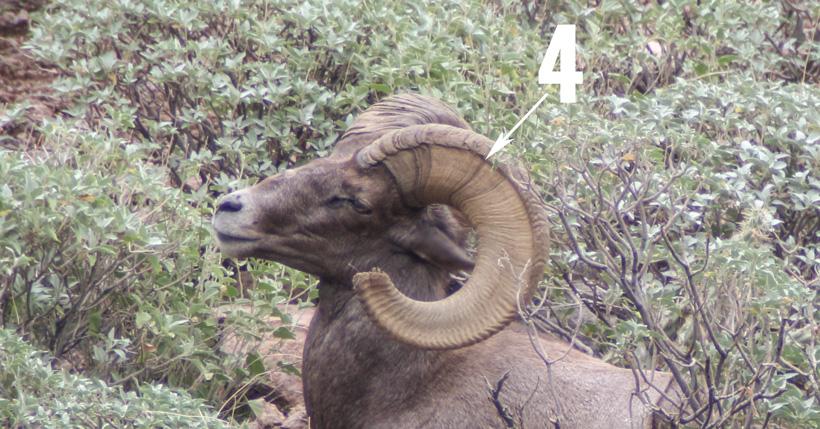 Bighorn sheep four year annuli ring for aging