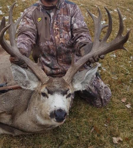 R l news release photograph mule deer
