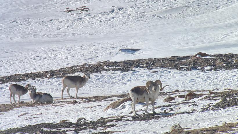 Screengrab from my Marco polo hunt of the ram I took using the Ollin digiscoping system