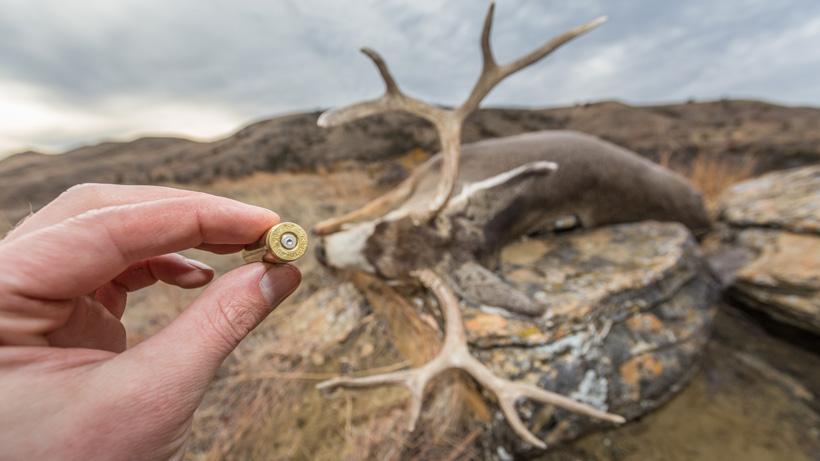 338 edge rifle on mule deer