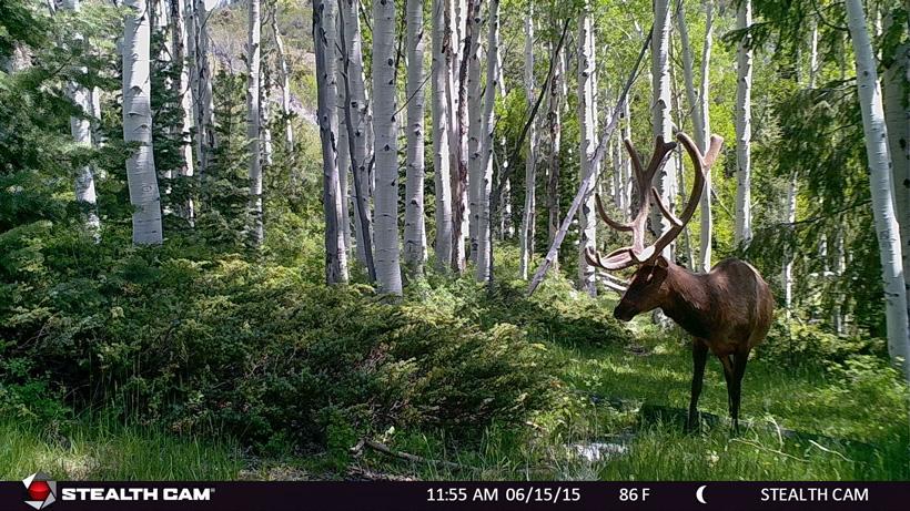 5 of the best early season elk hunting tactics before the rut - 4