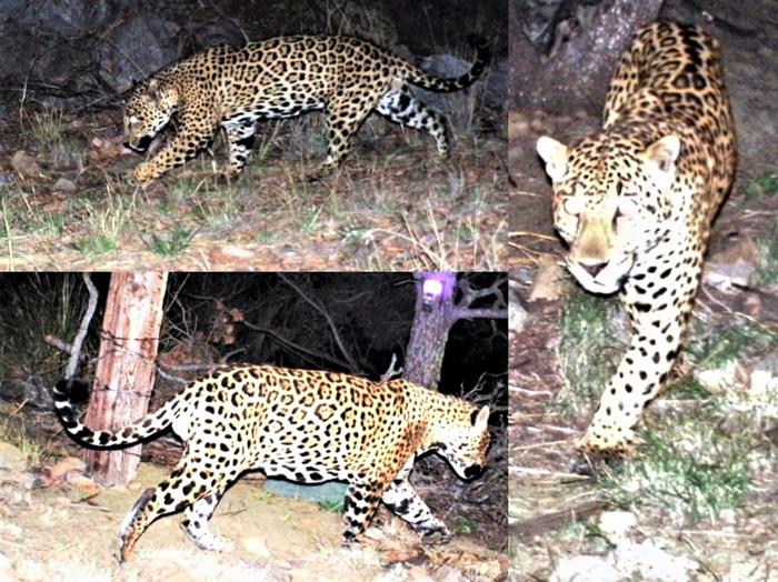 Jaguar and ocelot spotted in southern Arizona - 0