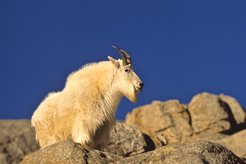 APPLICATION STRATEGY 2015: Wyoming sheep, moose, goat - 2d