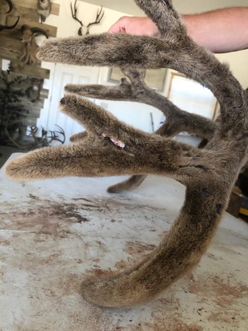 Checking out mule deer velvet back at home