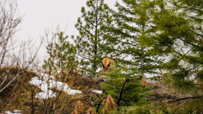 Elk in the mountain snow