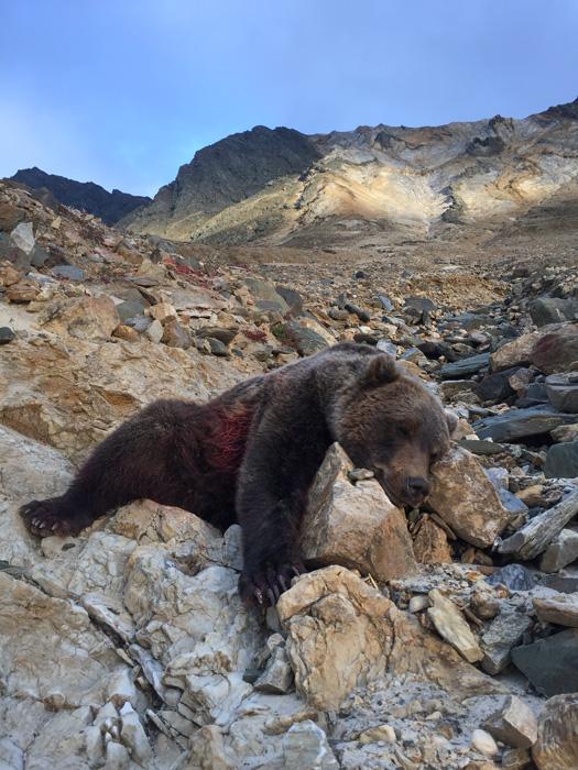 Ricky Roman walking up to grizzly bear