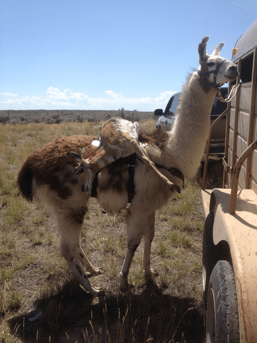 Llama packing out antelope