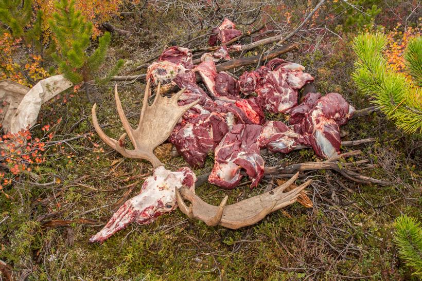 Moose meat cooling