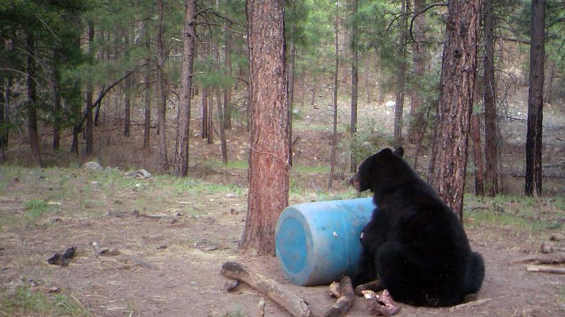 The unknown black bears of Arizona - 1