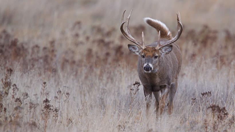 2022 kansas deer application strategy