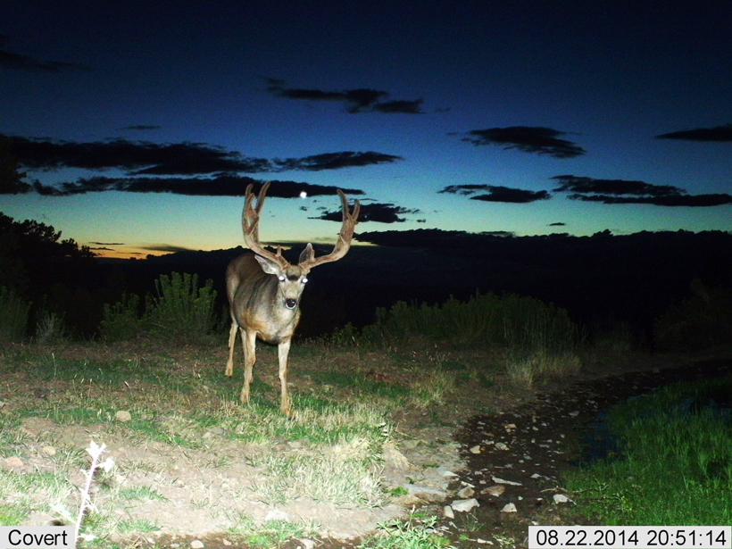 High Top Outfitters trail camera mule deer buck