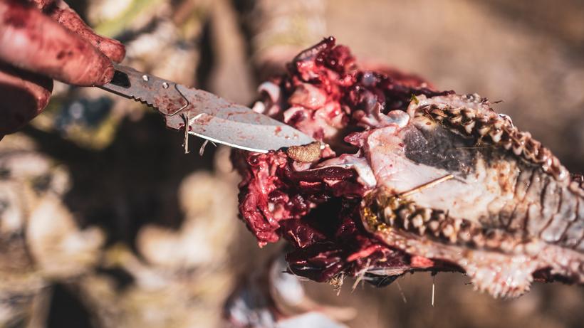 Comparing fixed vs replaceable blade knives 1