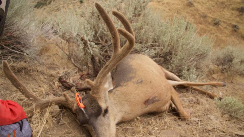 Justin klement 2017 nevada archery mule deer