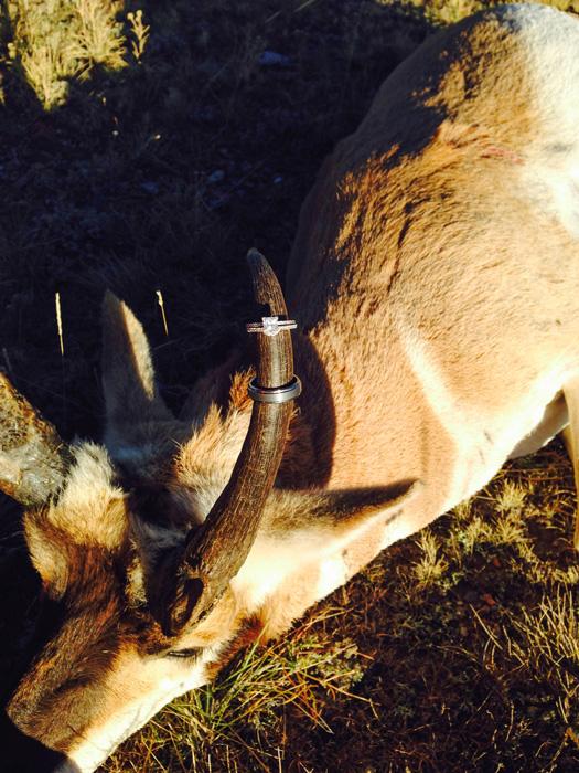 Wedding bands on antelope horn
