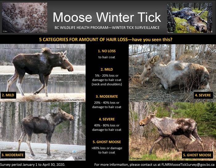 British Columbia begins year three of multi-year moose tick study - 0