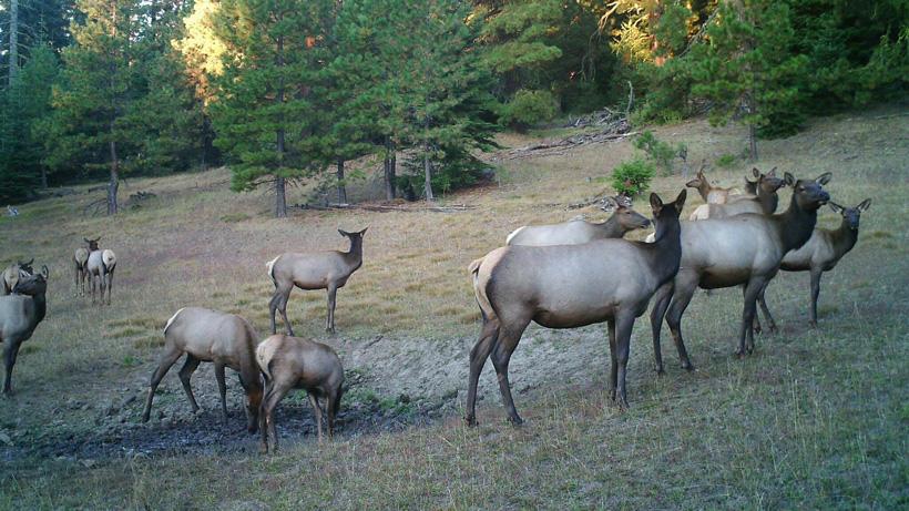 An elk hunting season to remember - 5