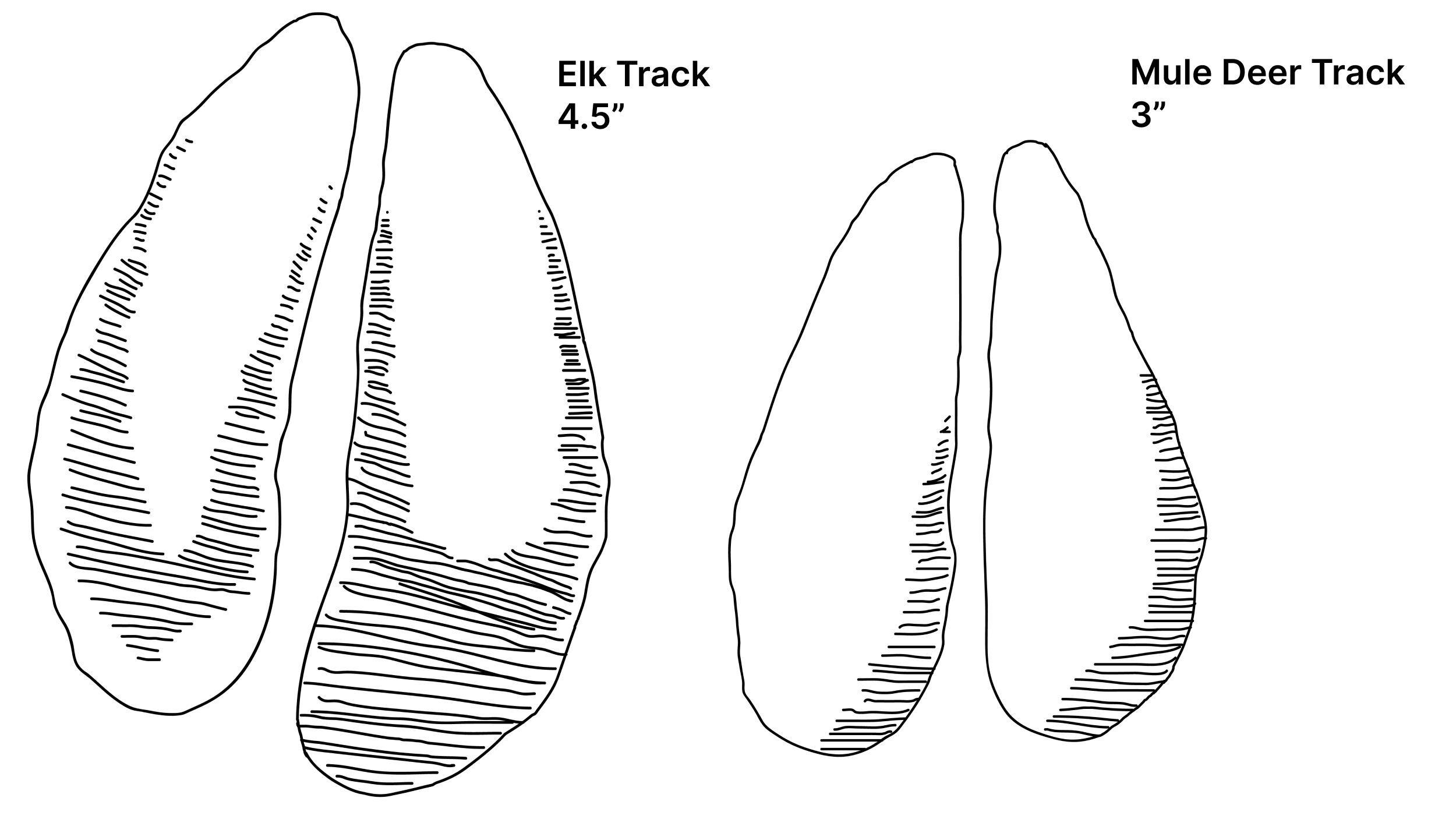 Elk track and mule deer track comparison drawing