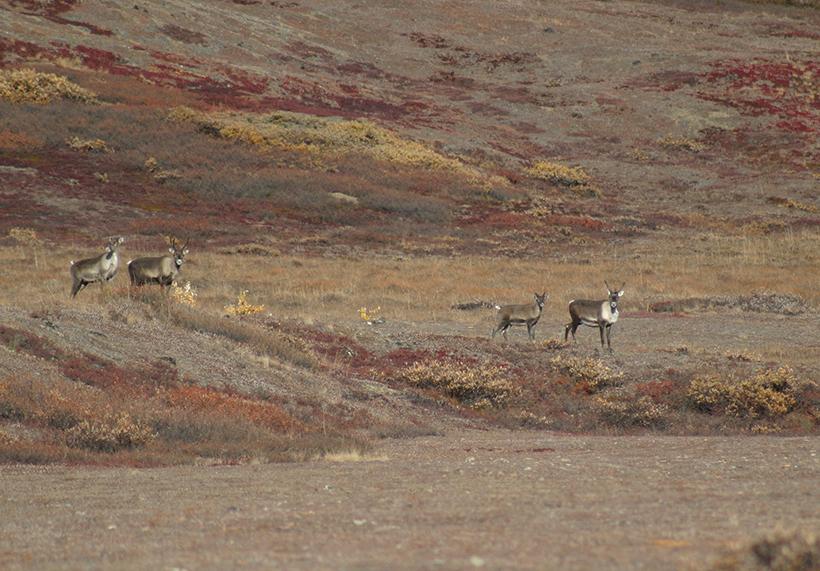 7 steps for planning a DIY Alaska caribou hunt - 1