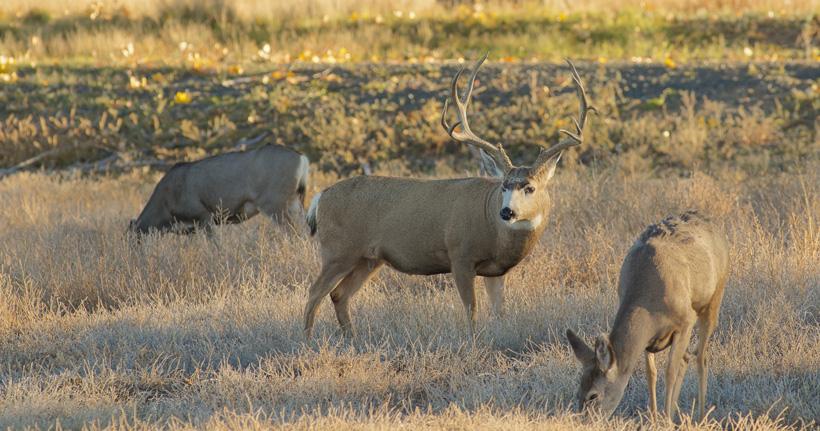 The mule deer rut and the science behind what really triggers optimal rut dates - 2
