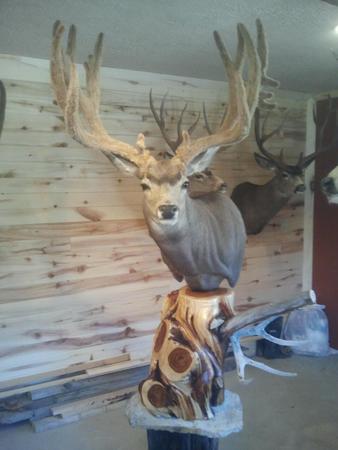 Mule deer pedestal mount