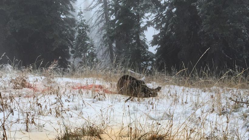 Unfortunate side after being charged by a grizzly bear