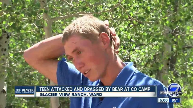 Bear that attacked Colorado teen has been killed - 0