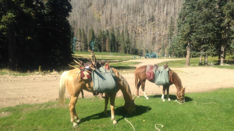 Horses packing out Elk meat