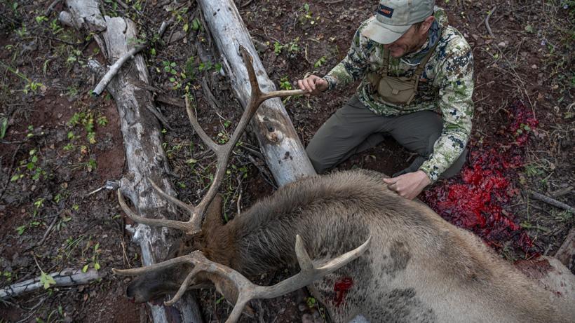 Trail bull elk down